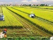 Сельское хозяйство c целью продовольственной безопасности и экспорта