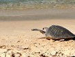 Куангчи: 70-килограммовая оливковая черепаха выпущена в морскую среду