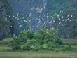 Усилия по защите диких перелетных птиц во Вьетнаме