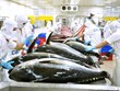 Экспорт тунца, по прогнозам, вновь станет источником миллиардных доходов