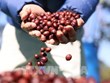 Позиционирование бренда помогает Буонматхуот стать мировым кофейным хабом
