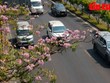 Город Хошимин: Розовые трубчатые деревья окрасили улицы в розовый цвет