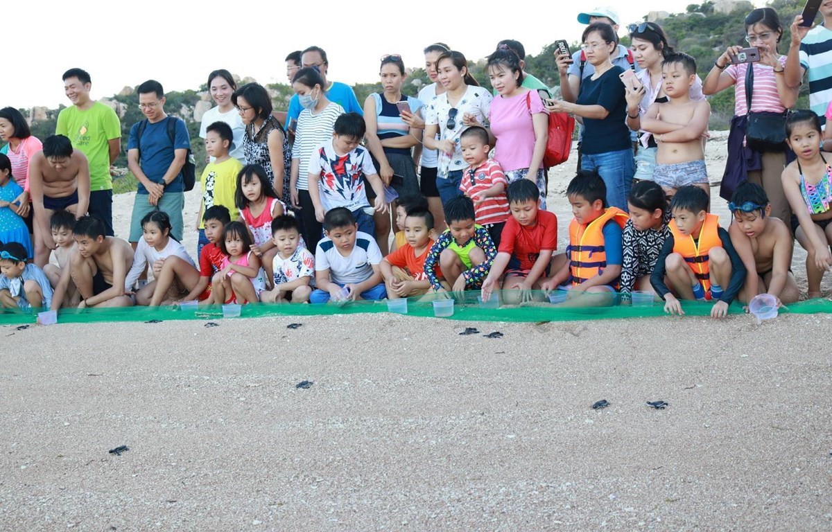 Школьники, участвующие в выпуске маленьких черепах в море в национальном парке Нуичуа в провинции Ниньтхуан. Это мероприятие представляет собой интересное занятие по воспитанию любви к природе и повышению осведомленности о защите морских черепах. (Фото: Н