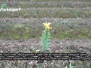 Ханой: цветоводы в деревне Тэйтыу пострадали из-за COVID-19