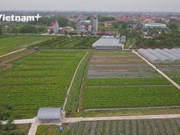 Ханой: Выращивание органических овощей