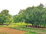 Аллея тысячелетних тутовых в деревне Дыонглам