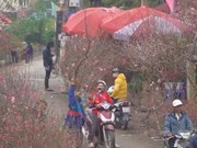 Самый большой цветочный рынок в Ханое