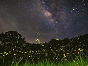 Светлячки в лесу Кукфыонг