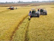 35 лет делу Обновления: развиваетя экспорт риса
