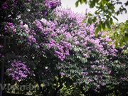 Ханой окрашен в сиреневый цвет в сезон цветения лагерстрёмии