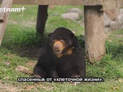 «Убежище» для вьетнамских медведей