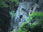 Лангуры в Катба – редкие приматы в мире