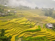 Туризм во Вьетнаме: Золотые террасные поля в высокогорье Хажанг
