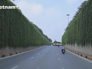 Самые красивые зеленые улицы Ханоя осеню