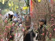 Тэт в Ханое: заработал традиционный цветочный рынок на улице Ханглыок