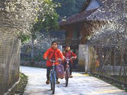 Туризм Вьетнама: белые цветы сливы в долине Фиенгбан - Дьенбьен