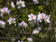 Цветут баухинии в Ханое