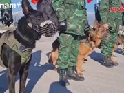 Вьетнамские собаки-ищейки обнаруживают локации с жертвами землетрясения