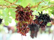  «Черные пальчики» - первый сорт винограда без косточек в Ниньтхуан