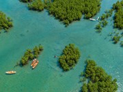 Экотуризм мангровых зарослей в заливе Нячанг