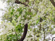 Уголки Ханоя ослепляют своей красотой, когда цветут белые цветы Дальбергии «шыа»