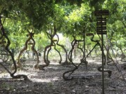 Посещение уникального сада деревьев Шала в Ниньтхуан