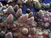Коралловые рифы под открытым небом в центральном прибрежном районе