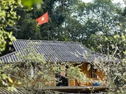 Деревня Фиенгбан: Очаг цветения белой сливы в провинции Дьенбьенфу