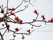 Дороги Хоабиня украшаются красными цветами хлопкового дерева