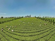 Ламдонг стремится повысить эффективность и устойчиво развивать чайную отрасль