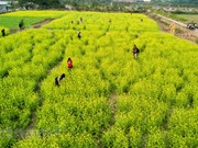 Пора цветения желтого рапса в Ханое