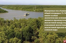 Биосферный мангровый заповедник Канжо