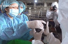 Вьетнам успешно клонировал ценную породу свиней из клеток ткани уха