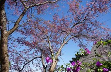 Цветение сакуры привлекает туристов в Далат