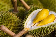 Дуриан станет прорывом для экспорта фруктов Вьетнама