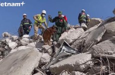Вьетнамские спасатели помогают Бахрейнским коллегам найти пострадавших от землетрясения