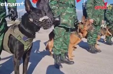 Вьетнамские собаки-ищейки обнаруживают локации с жертвами землетрясения