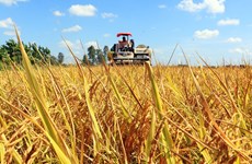 Экспорт риса: переход с «количества» на «качество»