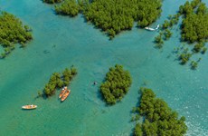 Экотуризм мангровых зарослей в заливе Нячанг