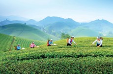 Развитие общественного туризма, связанного с чайной культурой Тхайнгуен