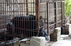 Последний в Хайзыонге медведь был спасен и доставлен во вьетнамский «медвежий дом»