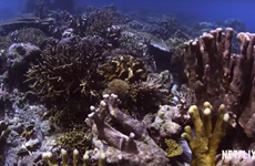 Премьера фильма «В поиске коралловых рифов» - призыв к защите морских ресурсов