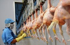 Вьетнам будет экспортировать переработанную продукцию из курицы в Россию