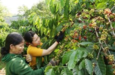 Популяризация вьетнамского кофе в мире