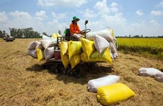 Экспортеры предлагают отменить ограничения на экспорт риса