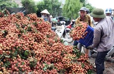 Вьетнам предложил Японии решение проблем с экспортом личи