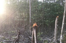 Статья 1: Запретить добычу древесины в естественных лесах - Необходимость радикальных решений