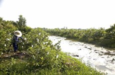 Рисоводы Кьенжанга переходят на выращивание гуавы для улучшения своего дохода