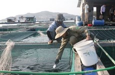 Кханьхоа наращивает применение передовых технологий в морской аквакультуре