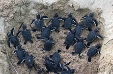 Биньтхуан: 45 детенышей черепах выпущены в море